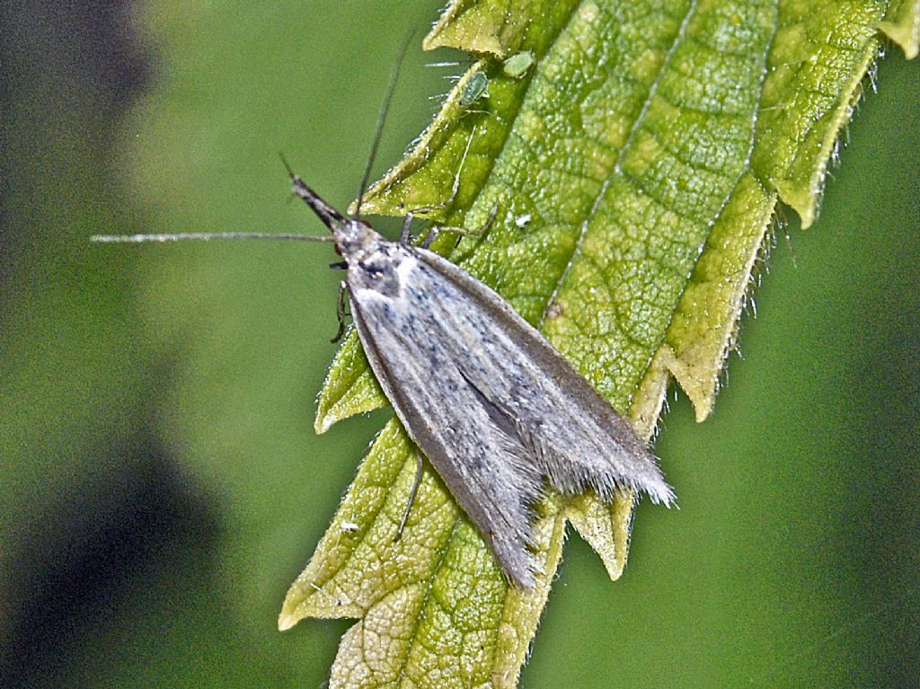 Una povera falena con poche speranze